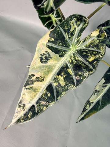 Monstera Albo Variegata