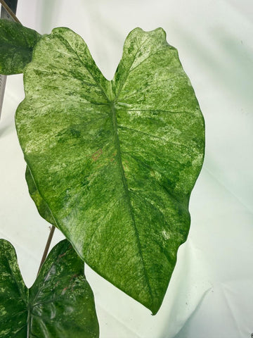 RARE PLANTS